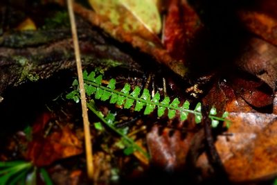 Asplenium sandersonii, photographed by Romer N. Rabarijaona