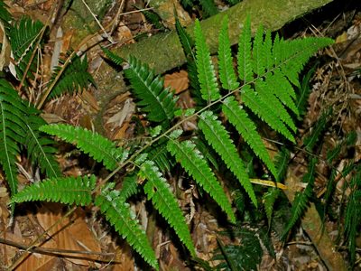 Microlepia trichocarpa, photographed by Jacy Chen