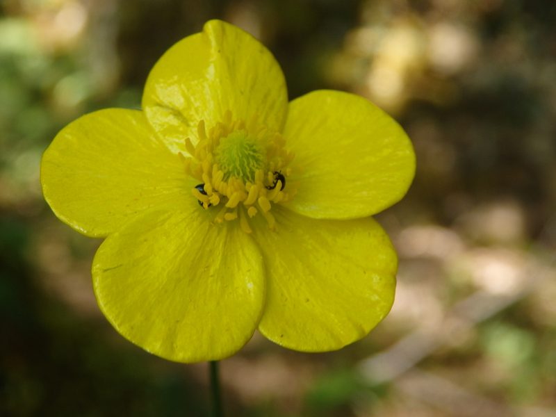 Ranunculus gregarius, photographed by Carminda Santos