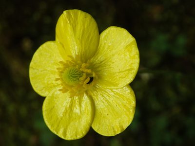 Ranunculus gregarius, photographed by Carminda Santos