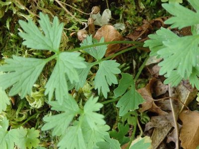 Ranunculus gregarius, photographed by Carminda Santos