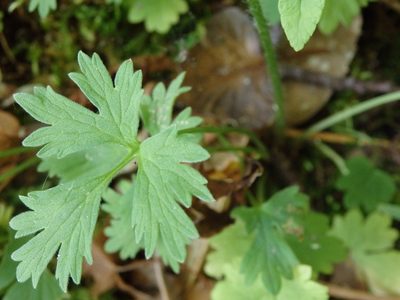 Ranunculus gregarius, photographed by Carminda Santos