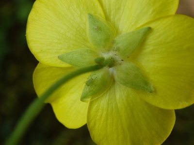 Ranunculus gregarius, photographed by Carminda Santos