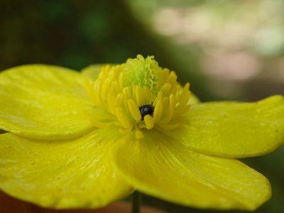 Ranunculus gregarius, photographed by Carminda Santos