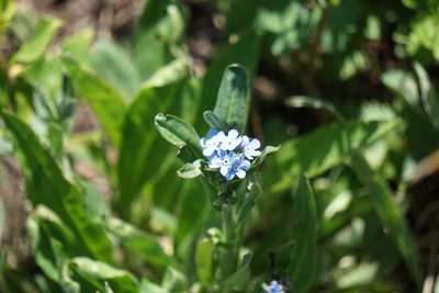 Hackelia floribunda, photographed by Spencer Quayle