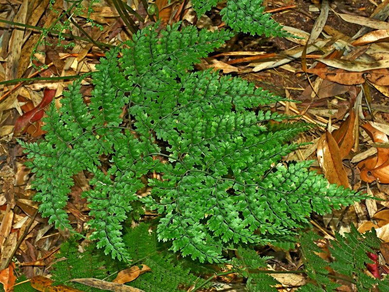 Dryopteris diffracta, photographed by Jacy Chen