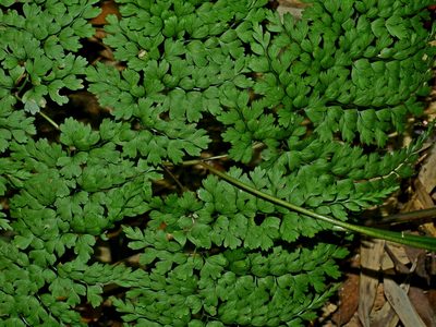 Dryopteris diffracta, photographed by Jacy Chen