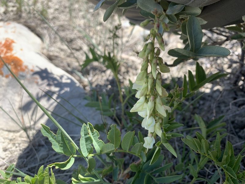 Hedysarum sulphurescens, photographed by Spencer Quayle
