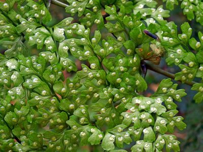 Dryopteris diffracta, photographed by Jacy Chen