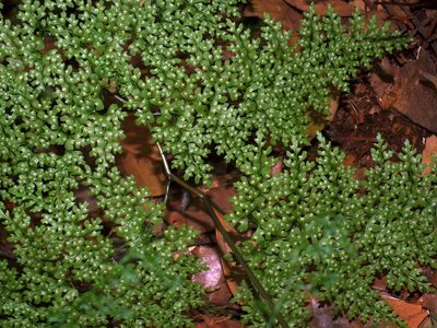 Dryopteris diffracta, photographed by Jacy Chen