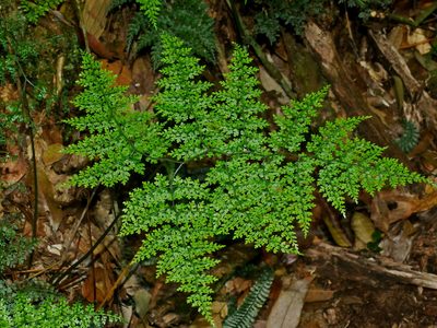 Dryopteris diffracta, photographed by Jacy Chen