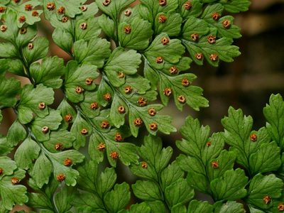 Dryopteris diffracta, photographed by Jacy Chen