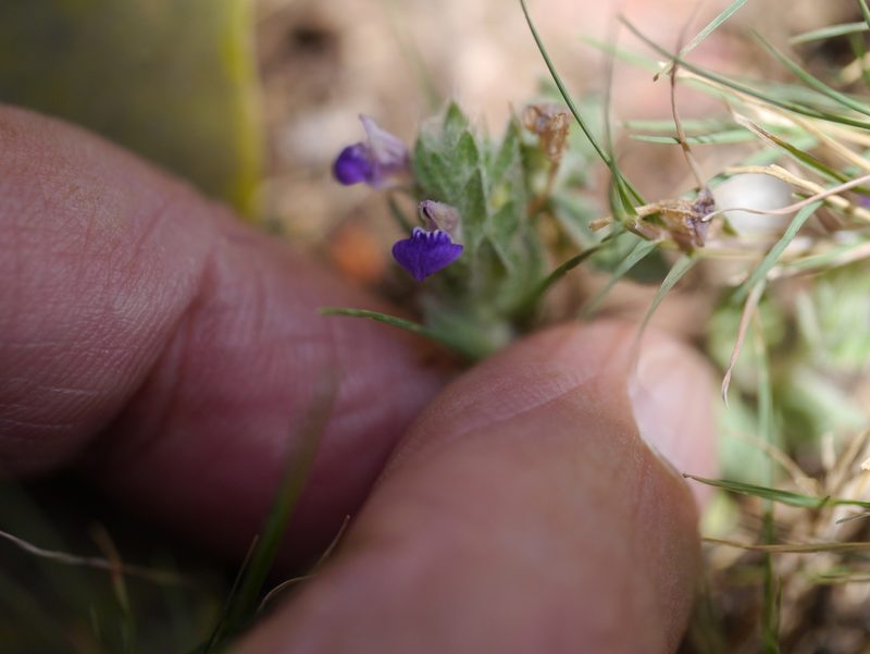Hygrophila serpyllum, photographed by Dinesh Valke
