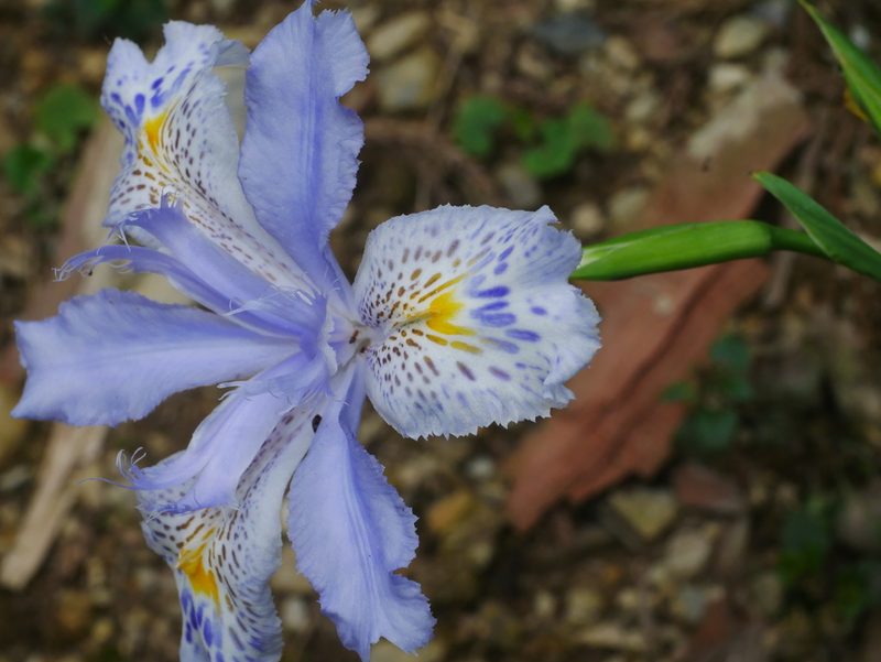 Iris formosana, photographed by Jacy Chen
