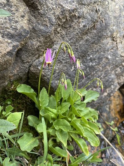Primula utahensis, photographed by Matt Berger