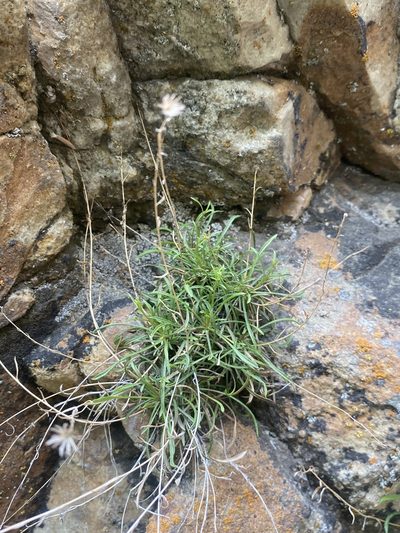 Erigeron arenarioides, photographed by Matt Berger
