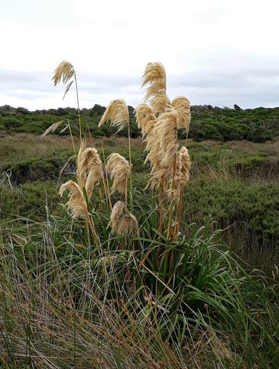 Austroderia turbaria, photographed by Peter de Lange