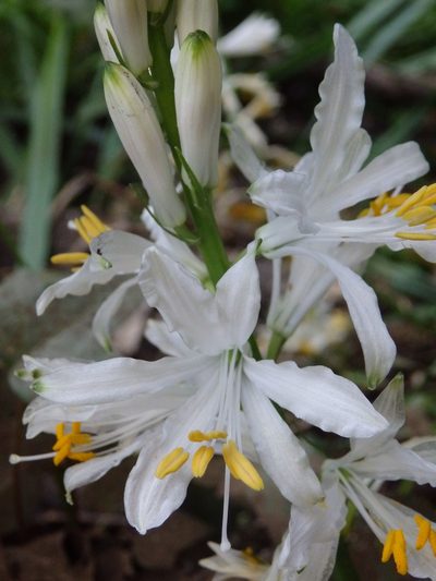 Paradisea lusitanica, photographed by Carminda Santos