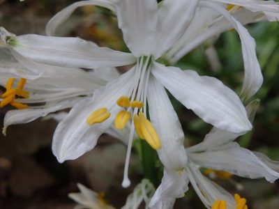 Paradisea lusitanica, photographed by Carminda Santos