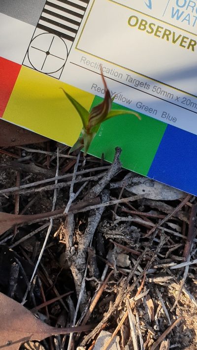 Pterostylis dolichochila, photographed by Rosalie Lawrence