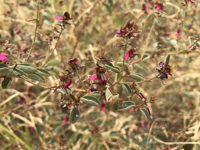 Indigofera monophylla, photographed by Miguel de Salas