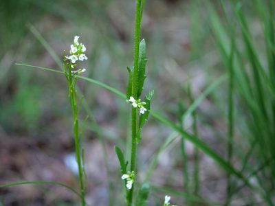 Arabis hirsuta, photographed by Wolfgang Jauch