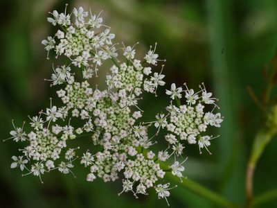 Oenanthe javanica, photographed by Jacy Chen