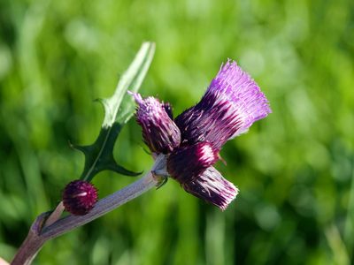Cirsium rivulare, photographed by Wolfgang Jauch