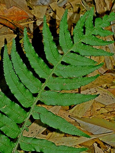 Plagiogyria adnata, photographed by Jacy Chen
