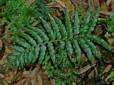 Plagiogyria adnata, photographed by Jacy Chen