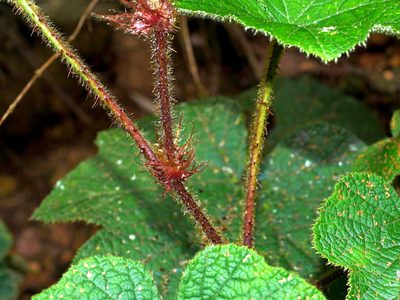 Rubus rufus, photographed by Jacy Chen