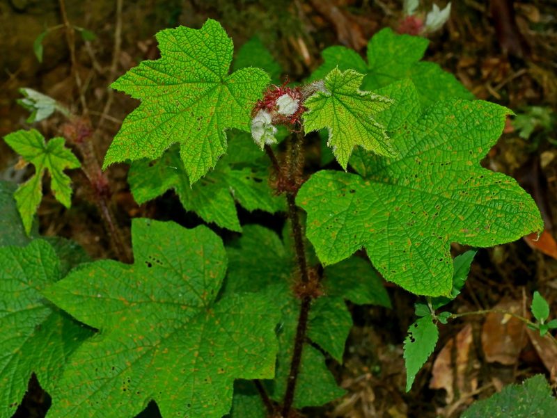 Rubus rufus, photographed by Jacy Chen