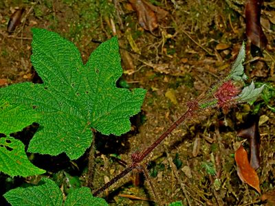 Rubus rufus, photographed by Jacy Chen
