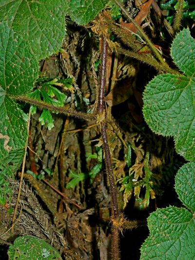 Rubus rufus, photographed by Jacy Chen