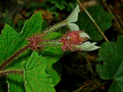 Rubus rufus, photographed by Jacy Chen