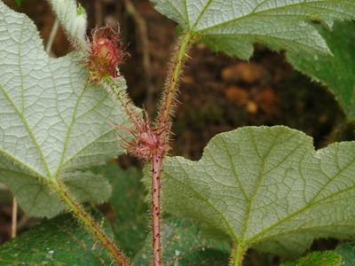 Rubus rufus, photographed by Jacy Chen