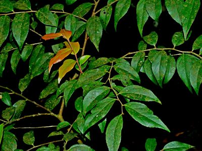 Vaccinium randaiense, photographed by Jacy Chen