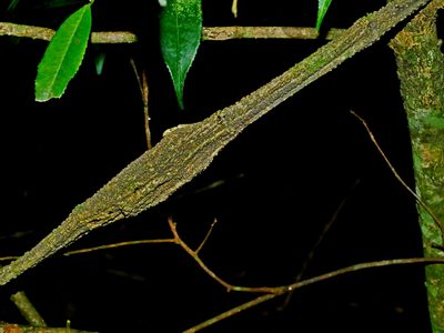 Vitis flexuosa, photographed by Jacy Chen