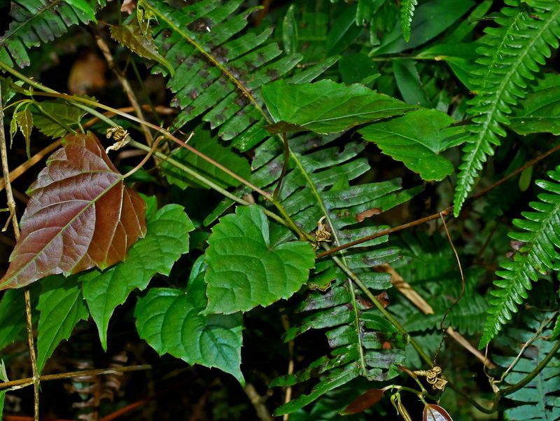 Vitis flexuosa, photographed by Jacy Chen