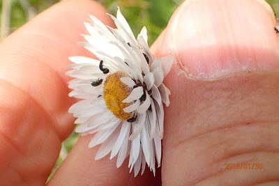 Helichrysum bellum, photographed by Peter Warren
