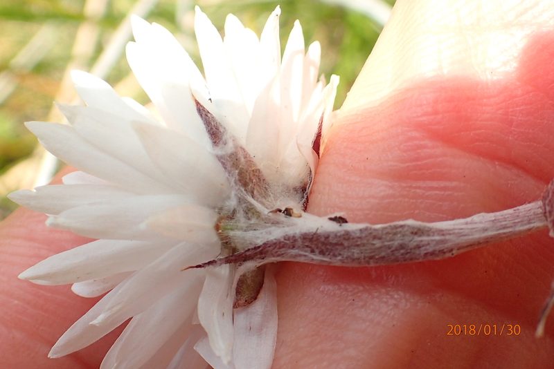 Helichrysum bellum, photographed by Peter Warren