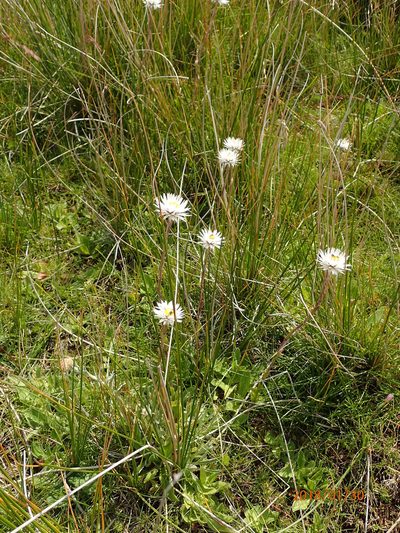 Helichrysum bellum, photographed by Peter Warren