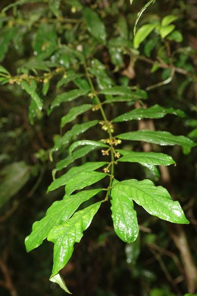 Pauridiantha paucinervis, photographed by Romer N. Rabarijaona