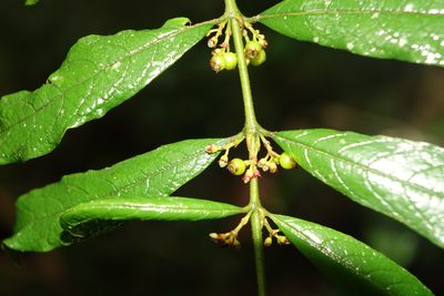 Pauridiantha paucinervis, photographed by Romer N. Rabarijaona