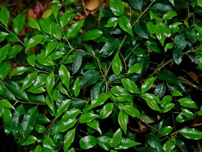 Symplocos anomala, photographed by Jacy Chen