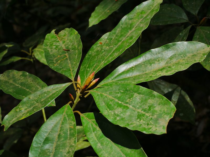 Neolitsea aciculata, photographed by Jacy Chen