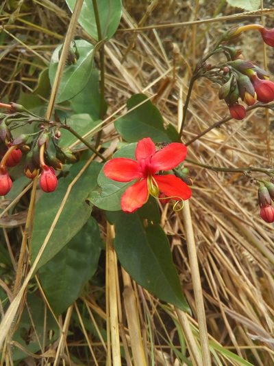 Clerodendrum splendens, photographed by Viken