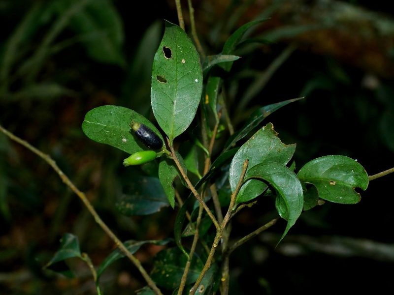 Symplocos anomala, photographed by Jacy Chen