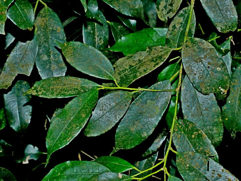 Ilex arisanensis, photographed by Jacy Chen