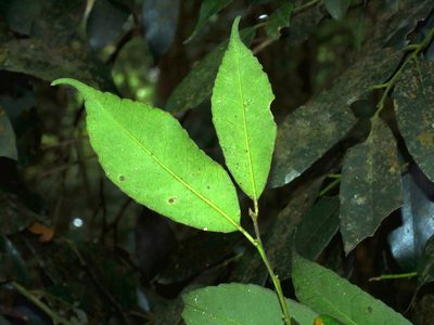 Ilex arisanensis, photographed by Jacy Chen